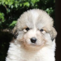 Great Pyrenees from War Crys
