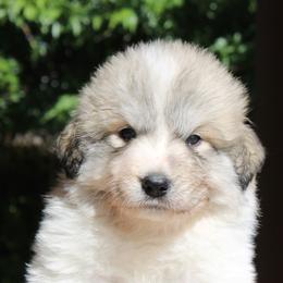 Great Pyrenees from War Crys