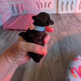 Girl 3 - Black Dachshund puppy in Homosassa, Florida from Foxies Doxies