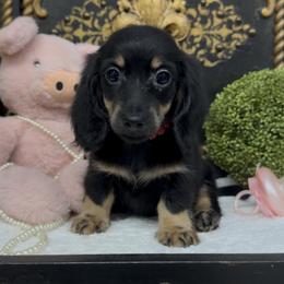Berkeley - Black and cream female Dachshund puppy in Collins, Georgia from Liberty Longhair Dachshunds