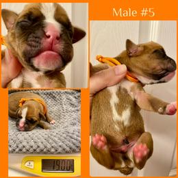 Orange - 5th born - Fawn male Boxer puppy in Brownsville, Oregon from Vincent's Pride Boxers ~ Dudley's Dream Boxers
