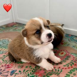 Red Collar Boy - Red male Pembroke Welsh Corgi puppy in Yulee, Florida from Pembroke Welsh Corgis at Belle Haven