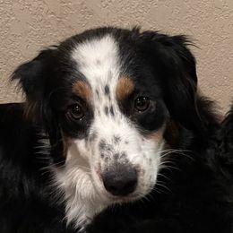 Rainey - Australian Shepherd