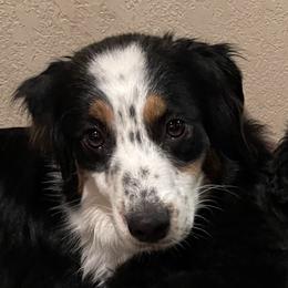 Rainey - Australian Shepherd