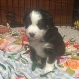 Luna - Black tri female Miniature Australian Shepherd puppy in Interlachen, Florida from Lucky Bones Miniature Australian Shepherds