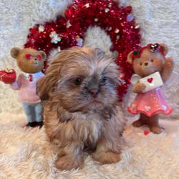 Colombia - Liver female Shih Tzu puppy in Success, Missouri from Sweet Success