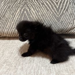 Girl 2 - Black female Pomeranian puppy in Conroe, Texas from Maxi’s Poms, LLC