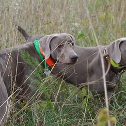 Weimaraners from Palimar Weimaraners
