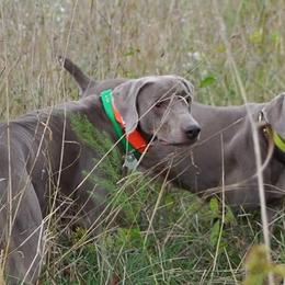 Weimaraners from Palimar Weimaraners