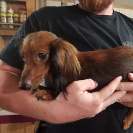 Sterling - Dachshund