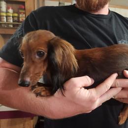 Sterling - Dachshund