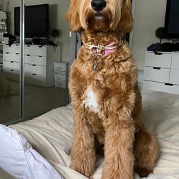 Goldendoodle Puppies from SunriseDoodles