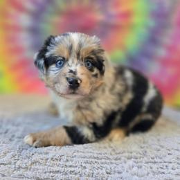 Reba - Blue merle female Miniature Australian Shepherd puppy in Church Hill, Tennessee from Hippie Dog Haven