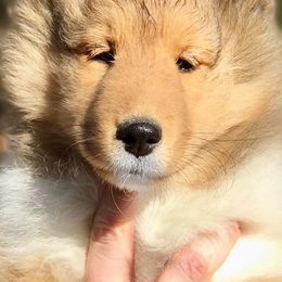 Collies and Shetland Sheepdogs from Clarity
