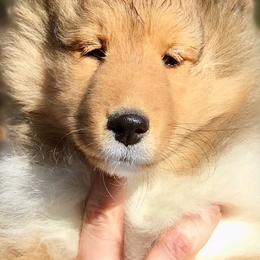Collies and Shetland Sheepdogs from Clarity