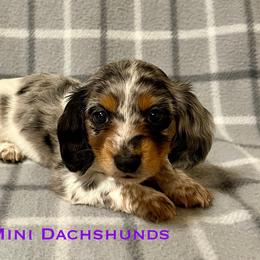 Queen - Dapple female Dachshund puppy in Carlsbad, Texas from MV Mini Dachshunds