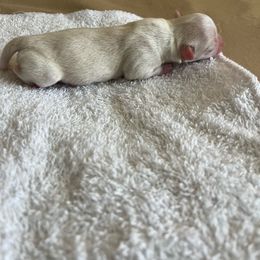 Boy 3 - Chihuahua puppy from Four-Zero Six Chihuahua’s
