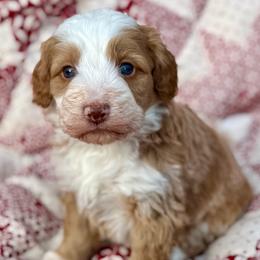Holly-No collar girl - Red female Bernedoodle puppy in Colorado Springs, Colorado from Mercy Mountain Bernedoodles