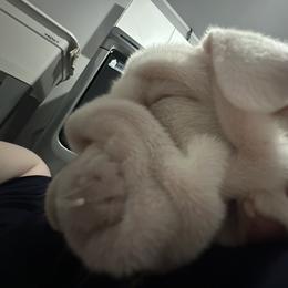 Bulldog and French Bulldog Puppies from Southern Standard Bulldogs