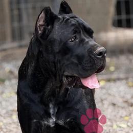 Ginger - Black brindle female Cane Corso puppy in Big Stone Gap, Virginia from Montanaro Cane Corsos