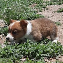 Pembroke Welsh Corgi Puppies from JD's Corgi Kennel