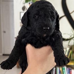 Pepper - Black female Goldendoodle puppy in Pahrump, Nevada from Cold Creek Doodles