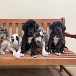 Great Dane Puppies from Top Brackett Danes