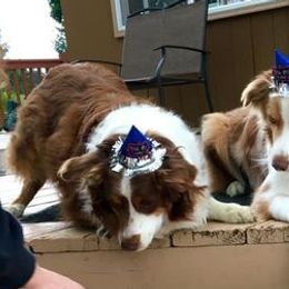Australian Shepherds from Rocking H Aussies