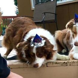 Australian Shepherds from Rocking H Aussies