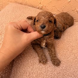 Elior - Red  male Poodle puppy in Miami, Florida from Sakura Poodles