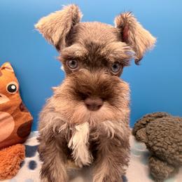 Rogue - Black and silver female Miniature Schnauzer puppy in Georgia & Florida, Georgia from Fiesta Pups