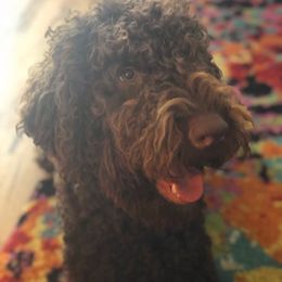 Coco - Labradoodle