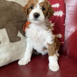 Mr. Orange - Red  male Goldendoodle puppy in Hines, Oregon from Switch Canyon Doodles