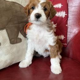 Mr. Orange - Red  male Goldendoodle puppy in Hines, Oregon from Switch Canyon Doodles