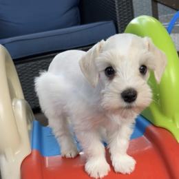 Baxter - Wheaten male Miniature Schnauzer puppy in Canyon Lake, Texas from Chambers Schnauzers
