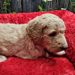 Yellow girl - Cream female Poodle puppy in Spring Branch, Texas from Bear Hills kennel