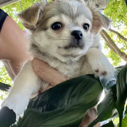 Chihuahua Puppies from Tiny Nation Chihuahuas
