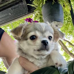 Chihuahua Puppies from Tiny Nation Chihuahuas
