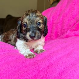 Shaggy - Piebald male Dachshund puppy in Hornbeck, Louisiana from A&Z Mini Dachshunds