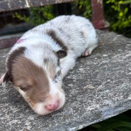 Girl 5 - pink - red merle tri - Red merle female Border Collie puppy in Minden, Iowa from Rocking N Registered Border Collies & Labradors