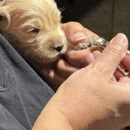 Australian Cobberdog Puppies from Mud Pies Australian Cobberdogs