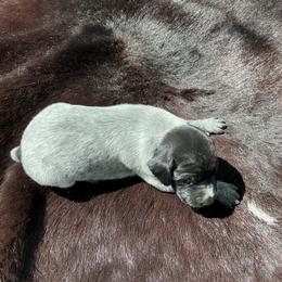 Sable - Black roan female German Shorthaired Pointer puppy in Columbia, Louisiana from M&R Breeders