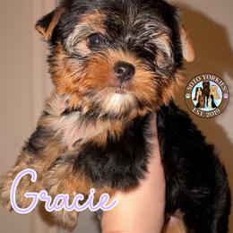 Gracie - Black and tan female Yorkshire Terrier puppy in London, Kentucky from Soto Yorkies
