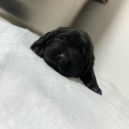 Black Female - Black female Labrador Retriever puppy in Summit, South Carolina from Southern Pine Labradors