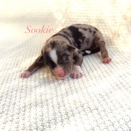 Sookie - Blue merle female Australian Shepherd puppy in Uvalda, Georgia from Happy Ours Australian Shepherds
