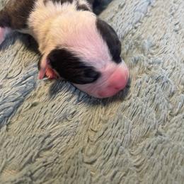 Girl 1 - Seal brown female American Pit Bull Terrier puppy in Lakewood, Washington from Perrault Kennels