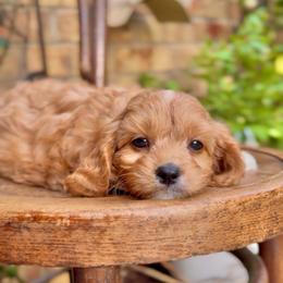 Guinness - Apricot male Cavapoo puppy in Arlington, Texas from Van Haselen Poodles and Doodles