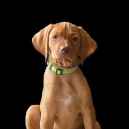 Mr. Lime - Golden rust male Vizsla puppy in Turtle Lake, Wisconsin from Laurie's Vizslas