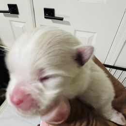 Natasha - White female Pomeranian puppy in Tucson, Arizona from Kristy's Pomeranians