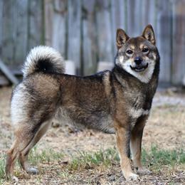 Kiwi - Shiba Inu